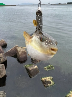 クサフグの釣果