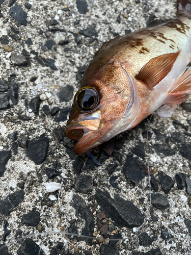 メバルの釣果