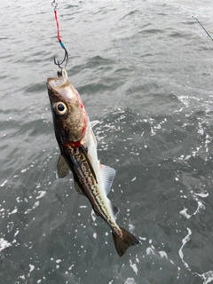 スケトウダラの釣果