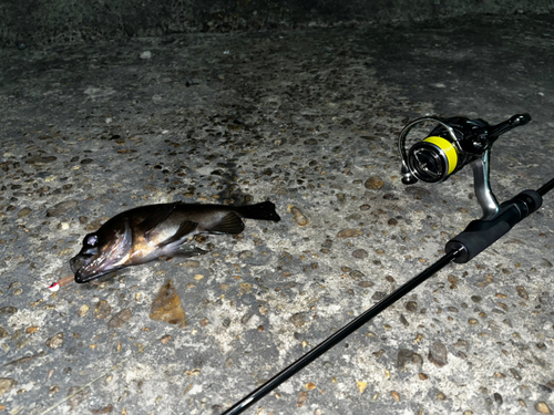 クロメバルの釣果