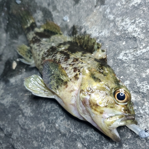 タケノコメバルの釣果