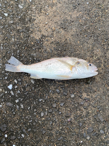 カマスの釣果