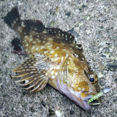 カサゴの釣果