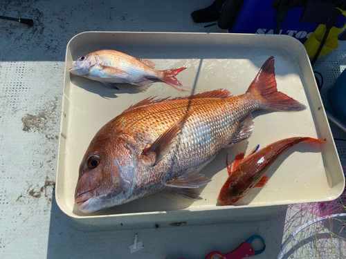 マダイの釣果