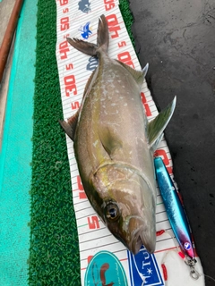 カンパチの釣果