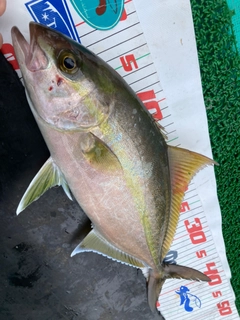 カンパチの釣果