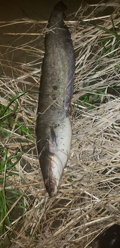 ナマズの釣果