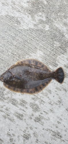 カレイの釣果