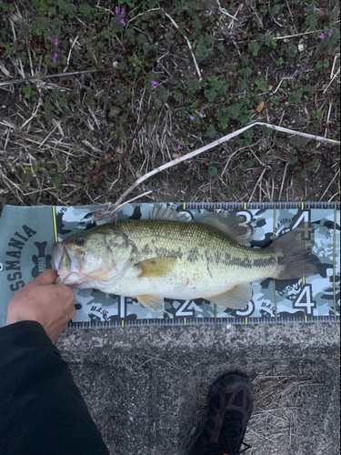 ブラックバスの釣果