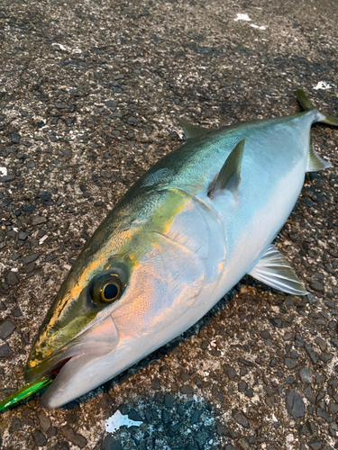 ワラサの釣果