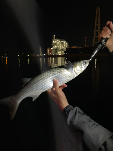 ボラの釣果