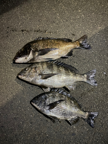 クロダイの釣果