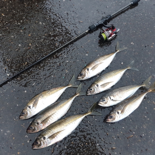 アジの釣果