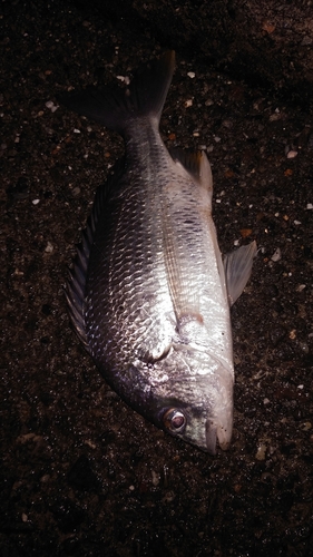 キビレの釣果