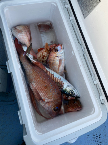 マダイの釣果