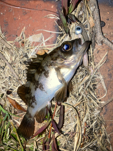 アカメバルの釣果