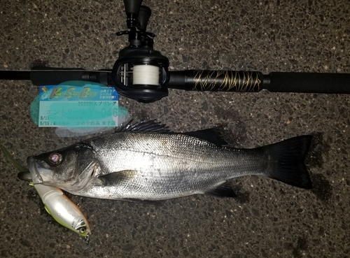 シーバスの釣果