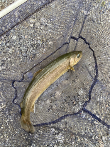 ブラウントラウトの釣果