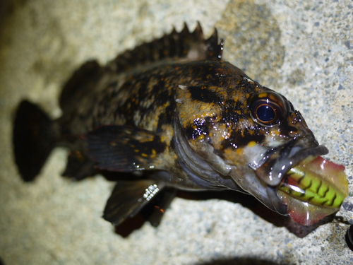 ハチガラの釣果