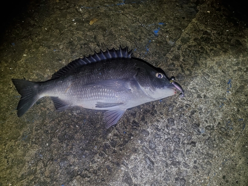 チヌの釣果