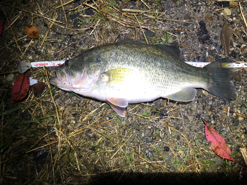 ブラックバスの釣果