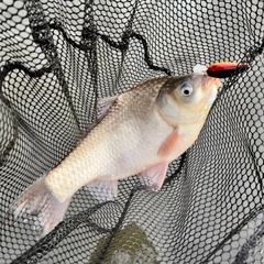 フナの釣果