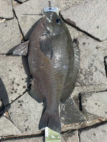 クチブトグレの釣果