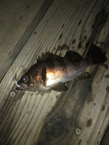 メバルの釣果