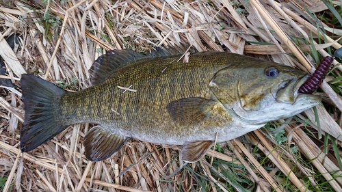 スモールマウスバスの釣果