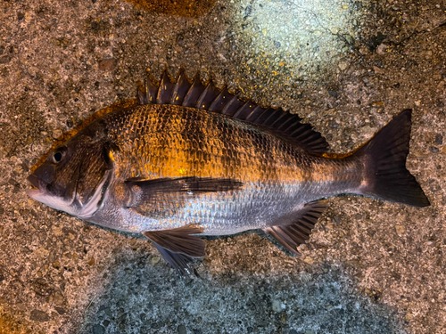 クロダイの釣果