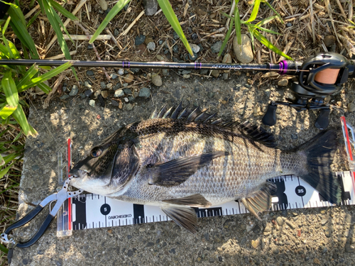 クロダイの釣果