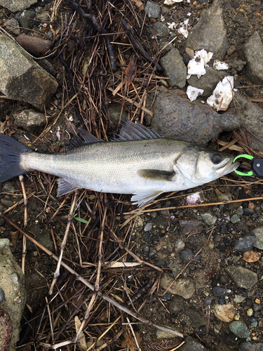 ソゲの釣果