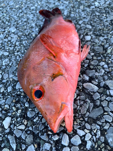 ヒメフエダイの釣果