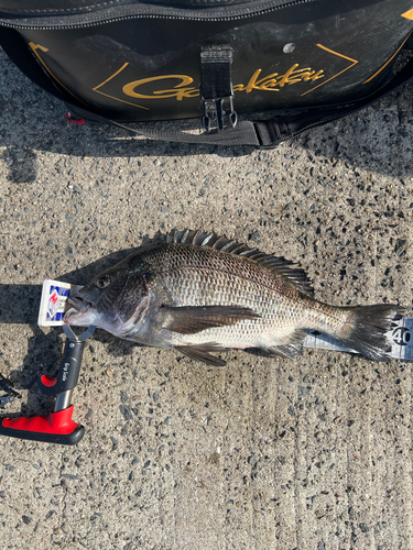 クロダイの釣果