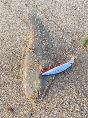 シタビラメの釣果