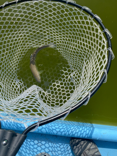 レインボートラウトの釣果