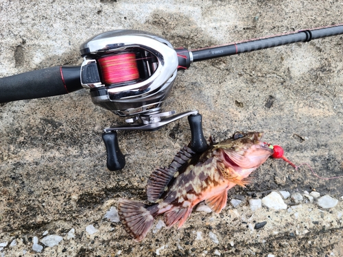 イソカサゴの釣果