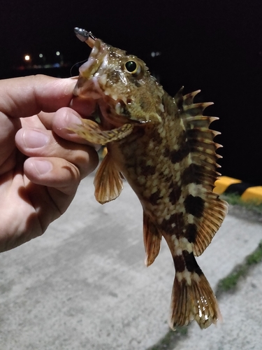 カサゴの釣果