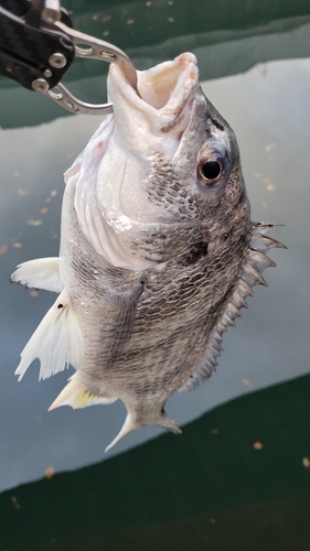 キビレの釣果