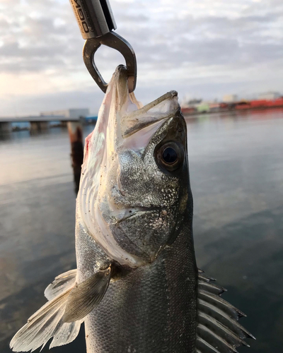 セイゴ（マルスズキ）の釣果