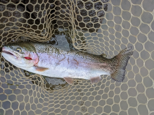 スチールヘッドの釣果