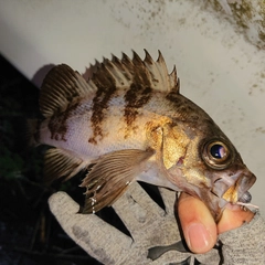 メバルの釣果