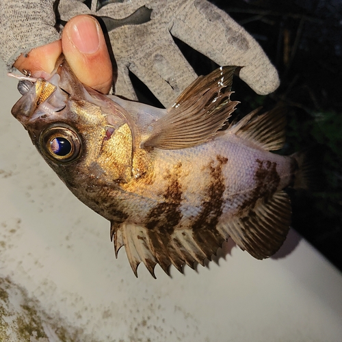 メバルの釣果