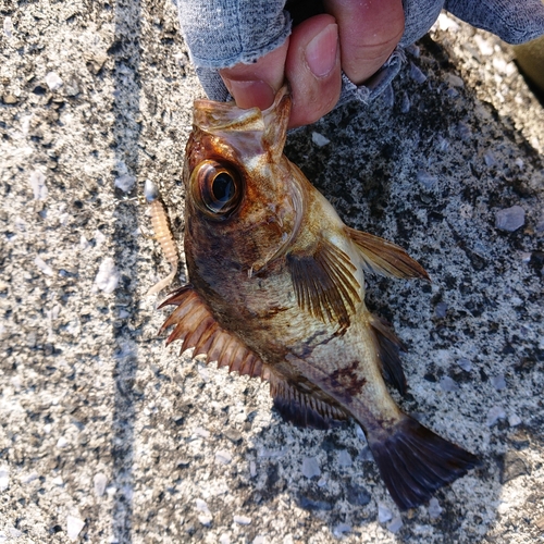 メバルの釣果