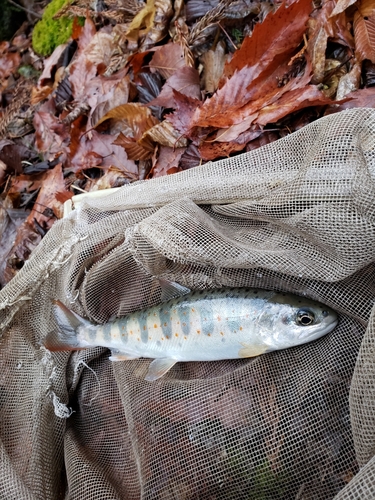 アマゴの釣果