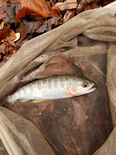 アマゴの釣果