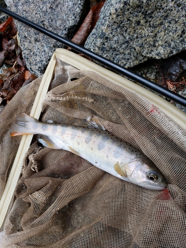 アマゴの釣果