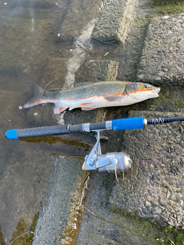 マルタウグイの釣果