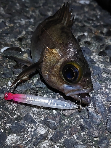 メバルの釣果