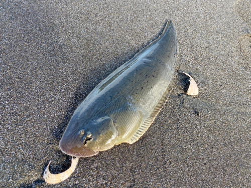 ウシノシタの釣果